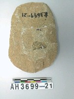 藏品(中型舌刃打製石斧)的圖片